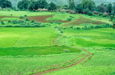 Photo for Rice field  ; maharashtra ; india - Royalty Free Image
