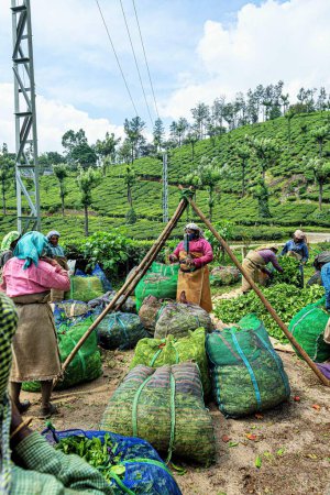 Téléchargez les photos : Pesage de sachets de feuilles de thé emballées, Munnar, district d'Idukki, Kerala, Inde - en image libre de droit