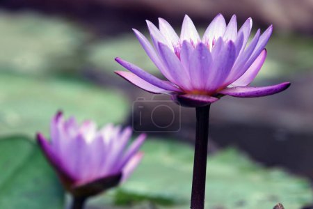 Téléchargez les photos : Lotus nelumbo nucifera, Lys nymphes - en image libre de droit