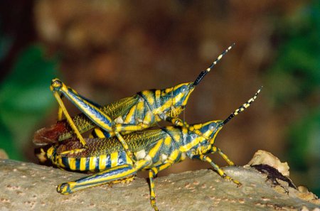 Insectos, apareamiento Grasshopper primer plano