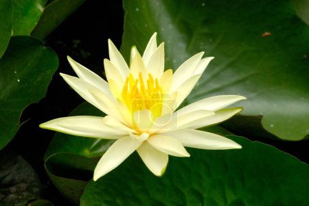 Photo for Lotus with yellow pollen nelumbo nucifera water lilly - Royalty Free Image