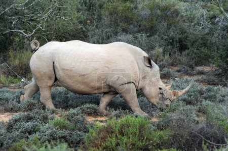 Wild rhinoceros in south africa