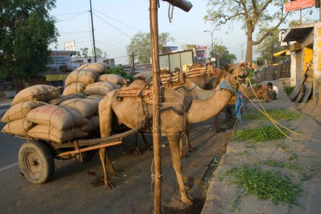 Foto de Carro de camello cargado con bolsas de yute escena callejera; Jaipur; Rajastán; India - Imagen libre de derechos