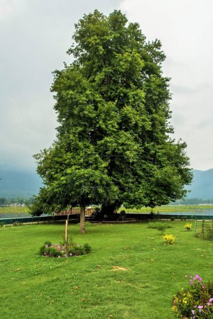Chinar tree, Dal Lake, Srinagar, Kashmir, India, Asia
