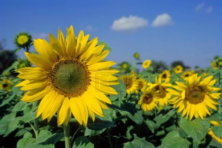 Sunflower Field in India