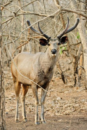 Photo for Sambar deer in gir national park, Gujarat, india, asia - Royalty Free Image