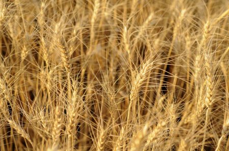Photo for Wheat field pune maharashtra in India - Royalty Free Image