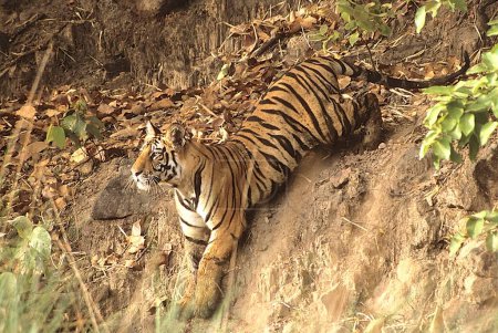 Tiger Panthera Tigris bereit zum Springen, Bandhavgarh National Park, Madhya Pradesh, Indien