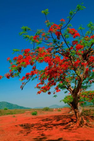 Gulmohar tree, visakhapatnam, andhra pradesh, India, Asia