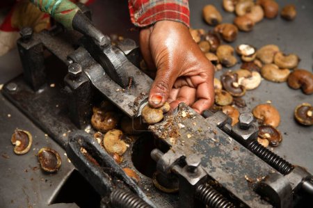 Cutting cashew seeds with help of hand operated mechanical steel device in factory ; Konkan region ; Maharashtra ; India