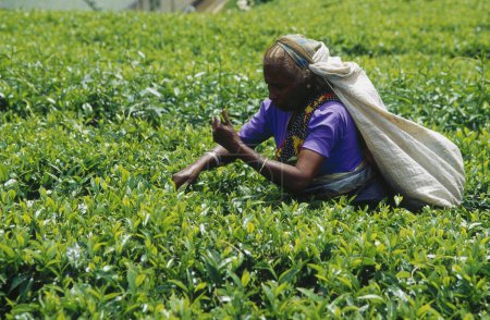 Téléchargez les photos : Femme cueillette de feuilles de thé en Sri Lanka, Sri Lanka - en image libre de droit