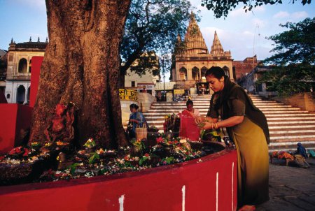 Téléchargez les photos : Femme adorant l'arbre pépal pipal Ficus religiosa arbre de la vie éternelle, ganga ghat, varanasi, uttar pradesh, Inde - en image libre de droit