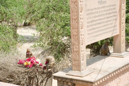 Affe in Nidhivan, Vrindavan, uttar pradesh, Indien, Asien