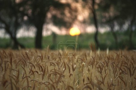 golden wheat field cereal ear grain crops , india