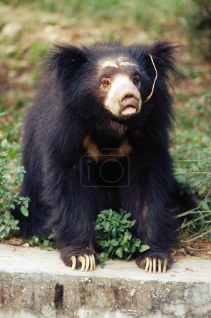 Foto de Himalaya Black Bear selenarctos thibetanus , Kanpur Zoo , Uttar Pradesh , India - Imagen libre de derechos