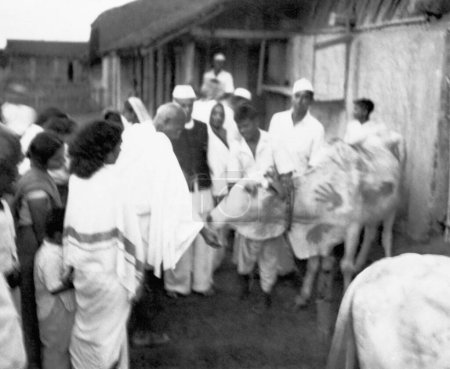 Téléchargez les photos : Mahatma Gandhi, entouré de Sushila Nayar et d'autres, nourrissant une vache à l'ashram de Sevagram, 1944 - en image libre de droit