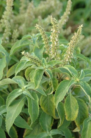 Photo for Ramtulas Vridhatulsi , Ocimum Gratissimum , Lamianceae , Medicinal Plant , Herb , Fragrance , Green Herb , Aroma - Royalty Free Image