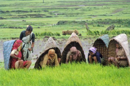 Téléchargez les photos : Agriculteurs travaillant dans la rizière, Malshej, Maharashtra - en image libre de droit