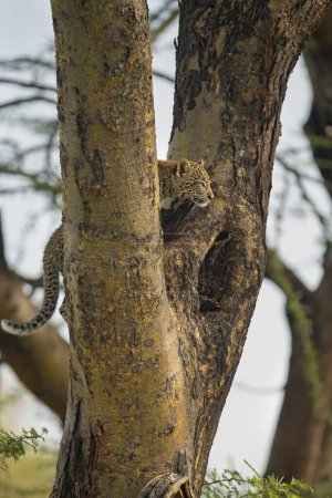 Foto de Cachorro de leopardo africano en un árbol de acacia en Masai Mara Wildlife Refuge en Kenia - Imagen libre de derechos