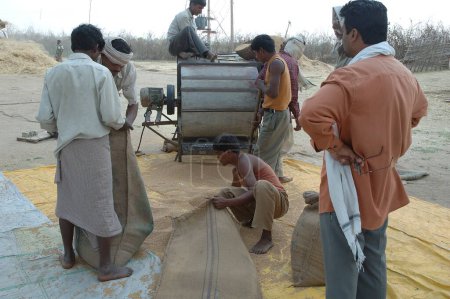 Foto de Personas que trabajan en campos que preparan granos del cultivo de trigo en, Village Mahangwa, District Narsinghpur, Madhya Pradesh, India - Imagen libre de derechos