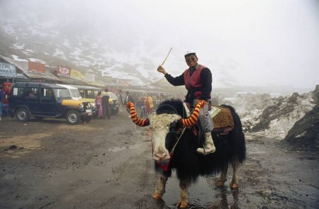 Photo for Man on Yak , Changu Lake Region (12,400) , Gangtok , Sikkim , India - Royalty Free Image