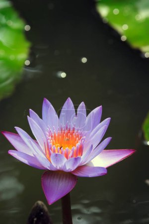 Photo for Lotus nelumbo nucifera , Water Lilly lilies - Royalty Free Image