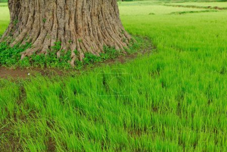 Photo for Paddy growing in field around tree, Chakradharpur, Jharkhand, India - Royalty Free Image