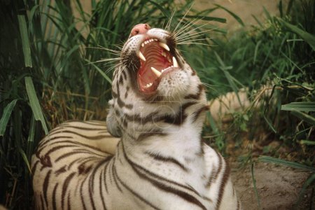 Foto de Tigre Blanco Panthera Tigris rugiendo, Mysore, karnataka, India - Imagen libre de derechos
