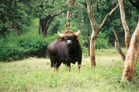 Lone Bison Gaur Bos gaurus, Nagarhole National Park, Karnataka, Indien
