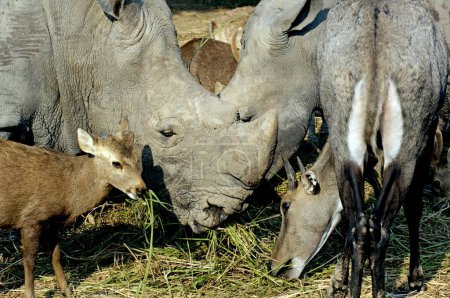 Rhinoceros Un cuerno (Rhinoceros unicornis) y ciervos pastoreo hierba mundo Safari Bangkok; Tailandia; Sudeste Asiático