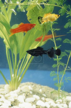 Photo for Fishes In Aquarium water - Royalty Free Image