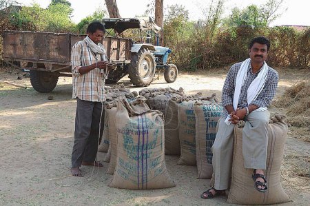 Foto de Bolsas de grano de yute con agricultor, Singhpur, Distrito Narsinghpur, Madhya Pradesh, India - Imagen libre de derechos