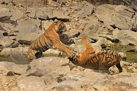 Dos tigres salvajes peleando en terreno rocoso en el parque nacional Ranthambhore en la India