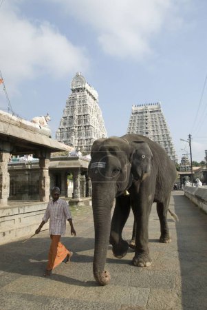 Téléchargez les photos : Homme marchant avec éléphant au temple Thiruvannamalai ; Tamil Nadu ; Inde - en image libre de droit