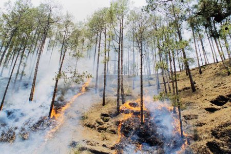 Trees burning in forest fire, Almora, Uttar Pradesh, India, Asia