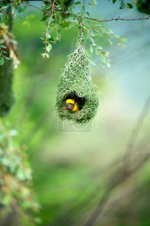 Baya-Weber fliegen zum Nest, Indien