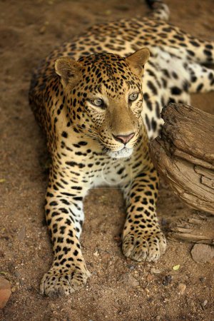 Photo for Leopard in Jamshedpur Zoo Jharkhand India Asia - Royalty Free Image