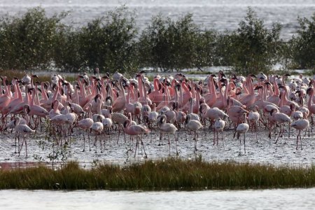 Photo for Lesser flamingo, tapi river, Surat, Gujarat, India, Asia - Royalty Free Image