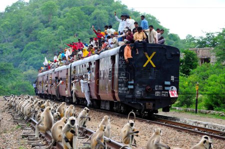 Téléchargez les photos : Personnes prenant des risques en voyageant sur le toit de trains beaucoup de singes assis sur la voie, Rajasthan, Inde - en image libre de droit