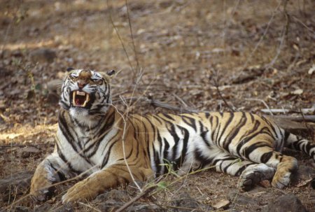 Téléchargez les photos : Tiger Panthera Tigris, Bhandhavgarh, Madhya Pradesh, Inde - en image libre de droit