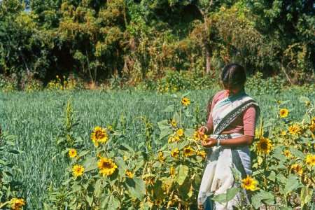 Foto de Mujer arrancando semillas de girasol del campo de girasol, Maharashtra, India, Asia - Imagen libre de derechos