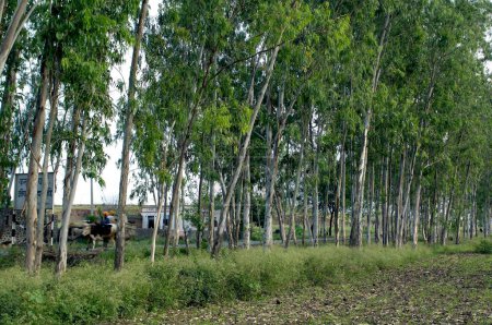 Foto de Plantación de eucaliptos en Ralegan Siddhi cerca de Pune; Maharashtra; India - Imagen libre de derechos