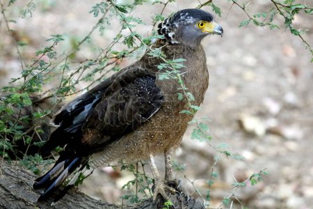 Grey headed fishing eagle, sasan gir, Gujarat, India, Asia