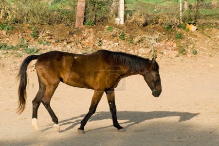 Foto de Granja de caballos; Fuerte de Dundlod; Bikaner; Rajastán; India - Imagen libre de derechos