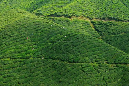 Photo for Tea plantation, cameron highlands, malaysia - Royalty Free Image