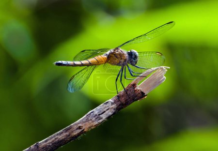 Dragonfly Botanical Garden Howrah West Bengal India Asia