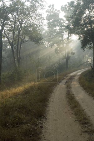 Foto de Camino y rayos del sol de la mañana en el parque nacional de Betla; Palamu; Daltnganj; Jharkhand; India - Imagen libre de derechos