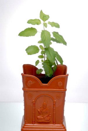 Photo for Holy basil tulsi plant ocimum sanctum plant in earthen vrindavan on white background - Royalty Free Image