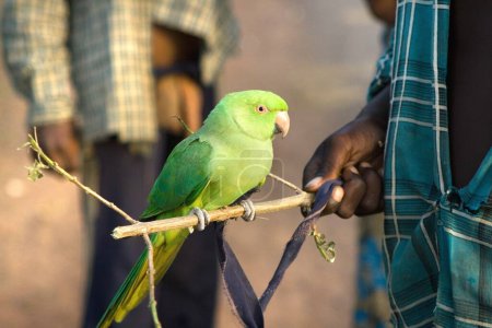 Photo for Boy holding parrot in hand, India - Royalty Free Image