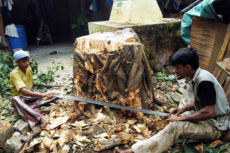 Photo for Men cutting down huge tree with saw in Bombay Mumbai, Maharashtra, India - Royalty Free Image